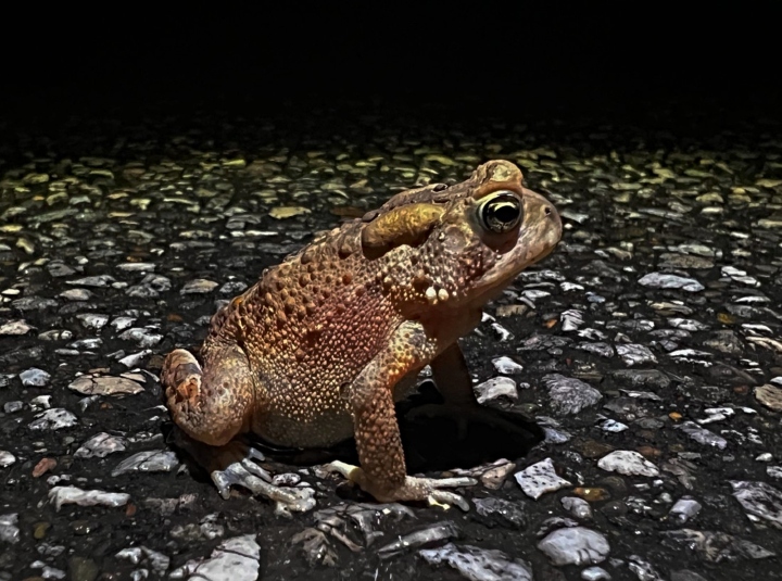 American Toad